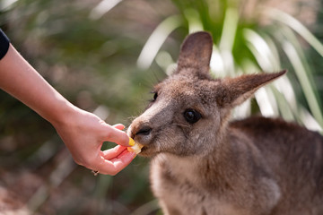 kangaroos in the forest