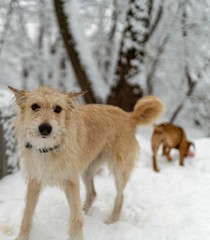 dogs in snow