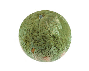 Obraz premium Spoiled mandarin. Tangerine with green mold. Isolated on white background.