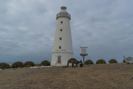 kangaroo at the lighthouse