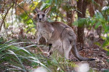 kangaroos in the forest