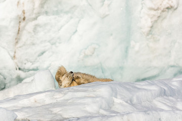 Polar bear in front of glacier.