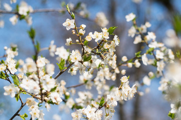 Beautiful white flowers bloom on a cherry tree in spring