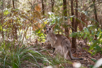 kangaroos in the forest