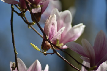 Obraz premium Magnolienblüte (Magnolia)