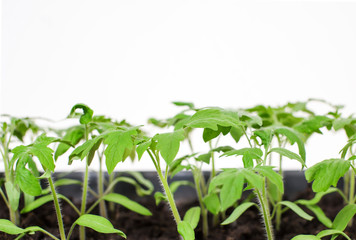 Young tomato seedlings in the ground on a white background