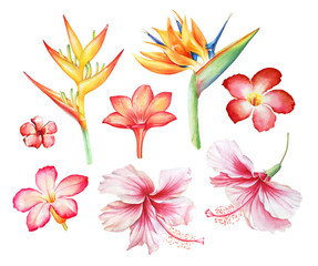Watercolor collection of tropical flowers