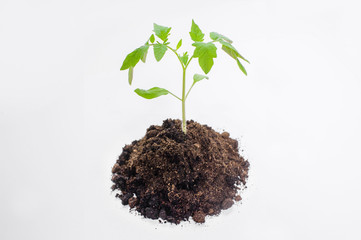 Young tomato seedlings in the ground on a white background
