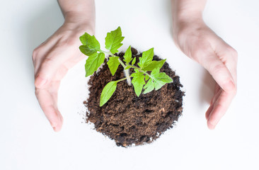 Small tomato seedlings in the ground on a white background, surrounded by the care and protection of hands