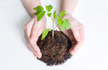 Small tomato seedlings in the ground on a white background, surrounded by the care and protection of hands