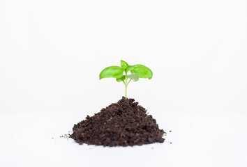 Young seedling plant in the ground on a white background