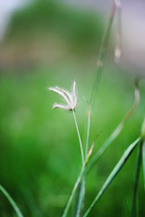 Grass flowers with sunlight in the garden. 