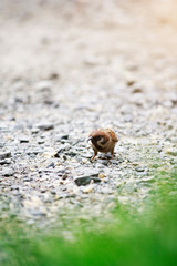 Sociable Weaver Bird feeding food on the soil ground background.