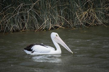 pelican in water