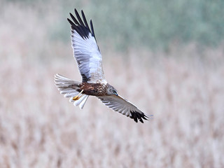 Western marsh harrier (Circus aeruginosus)
