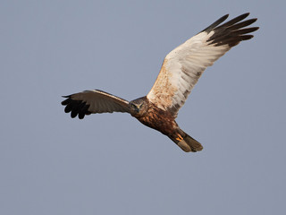Western marsh harrier (Circus aeruginosus)
