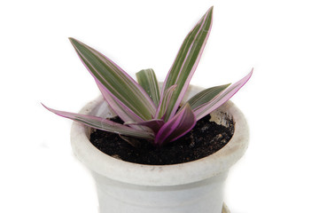 Home flower Gynura isolated on white background. An isolated flower. Home flower.