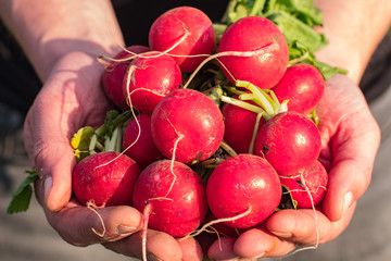 Farmer on the fields with red radish in the hands	