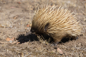 echidna in the forest