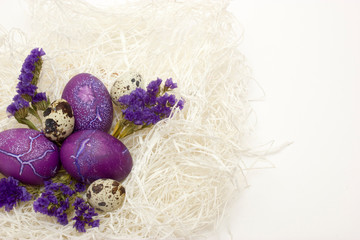 Colored chicken and quail egg in nest preparing for Easter on white background