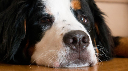 Portrait of a purebred Bernard mountain dog lying on the floor