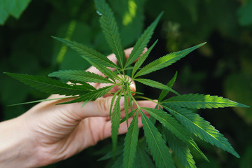 The hand holds the tip of a green young hemp bush.