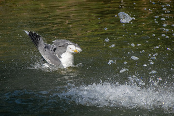 Seagull bathing in a lake near a water fountain