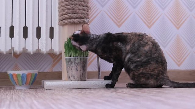 Color Cornish Rex cat sits and eats young grass
