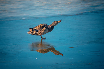 Beautiful duck enjoying a warm spring day