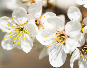 Fototapeta na wymiar Early flowering trees in spring, blooming in the sun