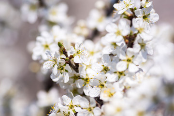 Early flowering trees in spring, blooming in the sun