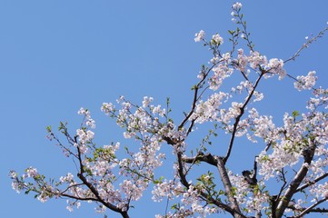 桜の花を見上げる