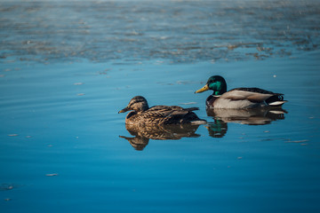 A flock of ducks enjoying a warm spring day
