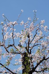 桜の花を見上げる
