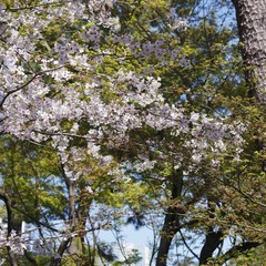 森林の桜