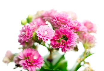 Fototapeta na wymiar Pink Kalanchoe flowers