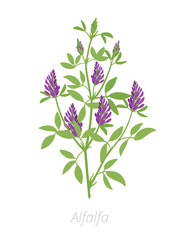 Alfalfa plant. Medicago sativa. Lucerne Agriculture cultivated plant. Green leaves. Flat vector color Illustration clipart.