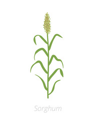 Sorghum planting. Harvest growth grain Sorghum. Agriculture cultivated plant. Green leaves. Flat vector color Illustration.