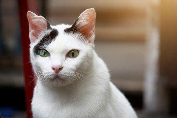 Cute white and black cat sitting enjoy on the terrace