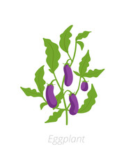Eggplant plant. Aubergine, brinjal. Vector illustration. Solanum melongena.