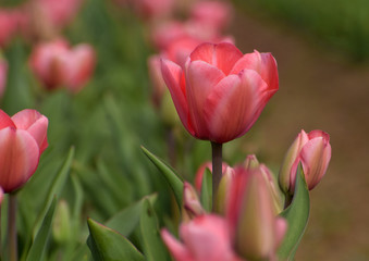 Obraz premium red tulips in the tulip garden