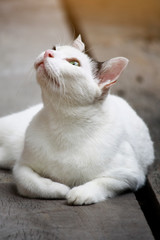 Fototapeta na wymiar Cute white and black cat sitting enjoy on the terrace