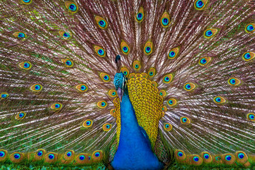 Peacock with a flowing tail in the park of birds of Kuala Lumpur. Close-up