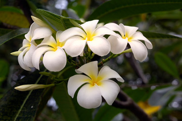 Traditional white-yellow bright flowers of south-east Asia Frangipani (plumeria). Close-up