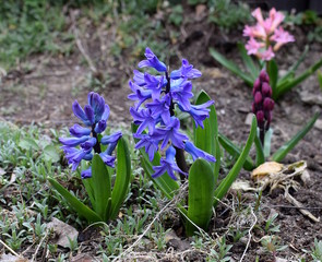 hyacinths in the springtime