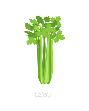 Celery plant. Harvest vegetable. Apium graveolens. Agriculture cultivated plant. Green leaves. Flat vector color Illustration clipart.