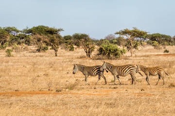 Fototapeta na wymiar African zebras in Kenya