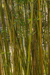 Close up of bamboo shoots and leaves in bright sunlit grove with background