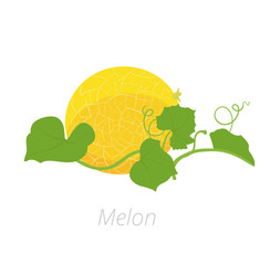 Melon plant. Vector illustration. Cucumis melo. Melon cantaloupe. On white background. Family Cucurbitaceae.