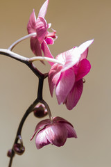 Side view of purple moth orchid branch on green background.